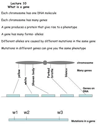 Lecture 10 What is a gene