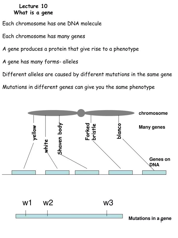 lecture 10 what is a gene