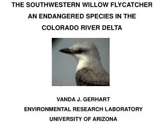 THE SOUTHWESTERN WILLOW FLYCATCHER AN ENDANGERED SPECIES IN THE COLORADO RIVER DELTA
