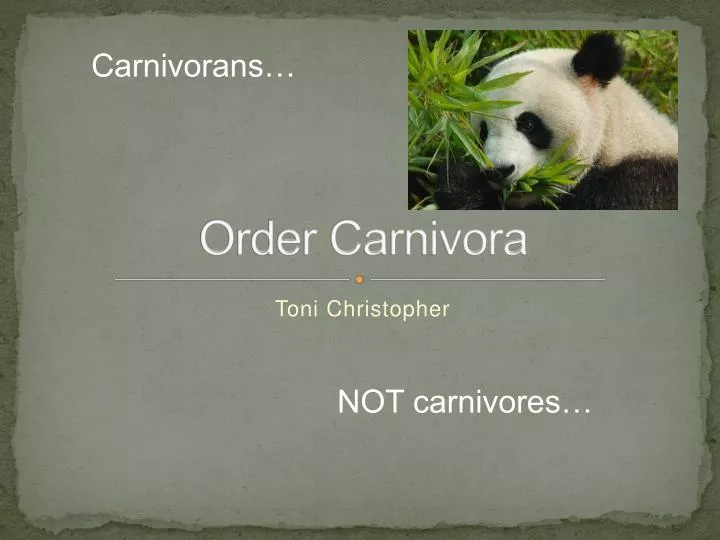 order carnivora