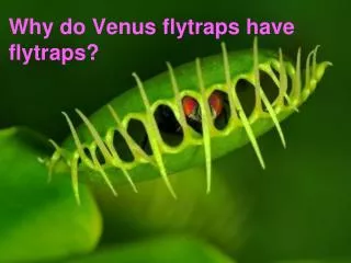 Why do Venus flytraps have flytraps?