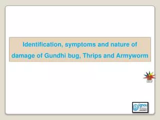 Identification, symptoms and nature of damage of Gundhi bug, Thrips and Armyworm