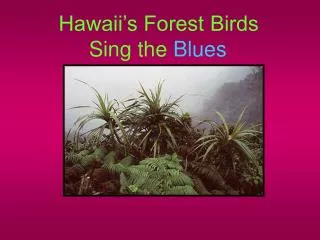 Hawaii’s Forest Birds Sing the Blues