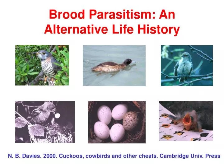 brood parasitism an alternative life history