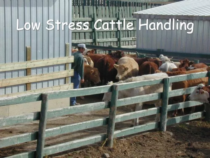 low stress cattle handling