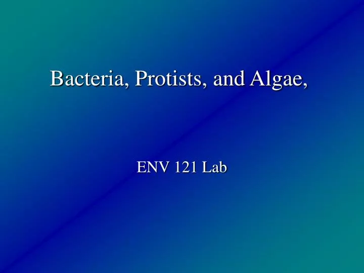 bacteria protists and algae