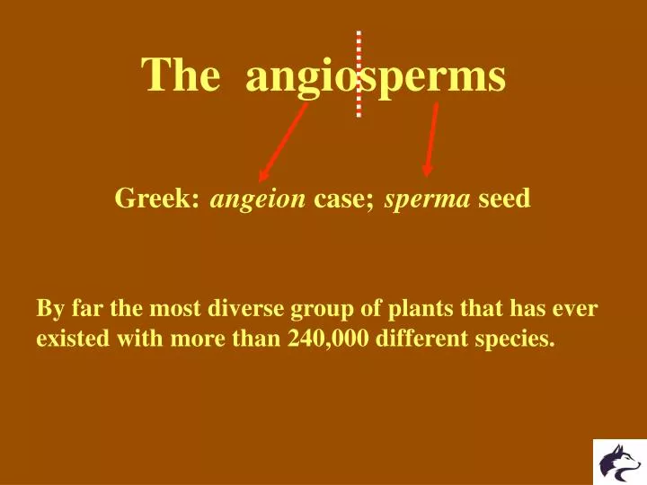the angiosperms