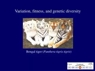 Variation, fitness, and genetic diversity