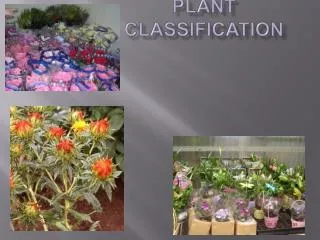 Plant Classification