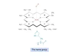 The heme group.