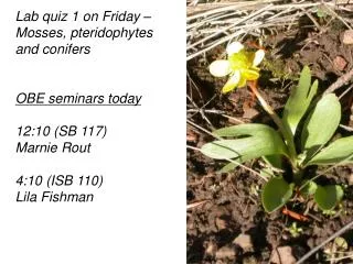Lab quiz 1 on Friday – Mosses, pteridophytes and conifers OBE seminars today 12:10 (SB 117) Marnie Rout 4:10 (ISB 110) L