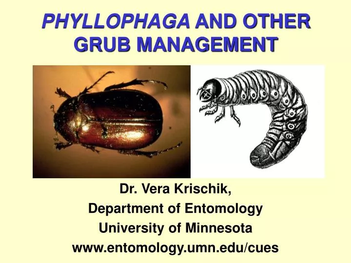 dr vera krischik department of entomology university of minnesota www entomology umn edu cues