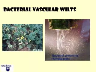 Bacterial Vascular Wilts