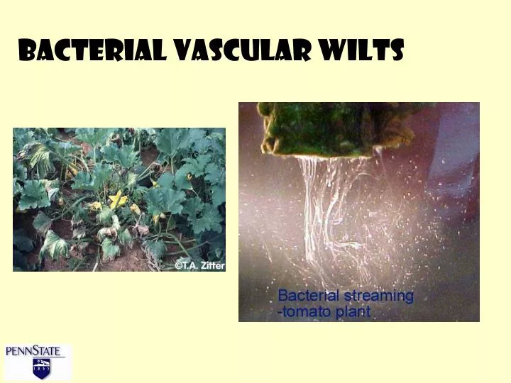 bacterial vascular wilts