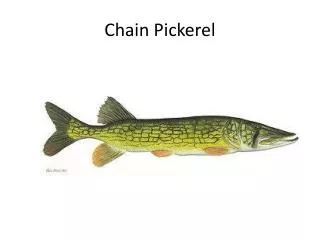 Chain Pickerel