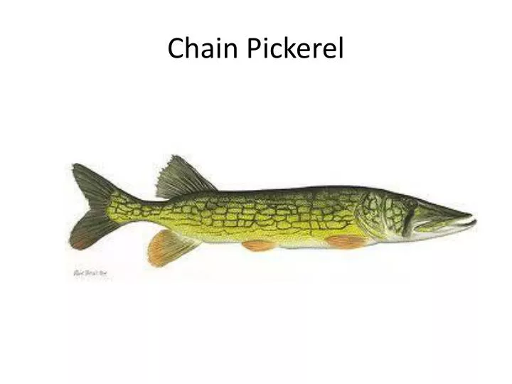 chain pickerel