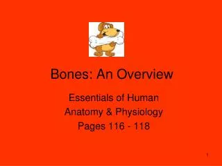 Bones: An Overview