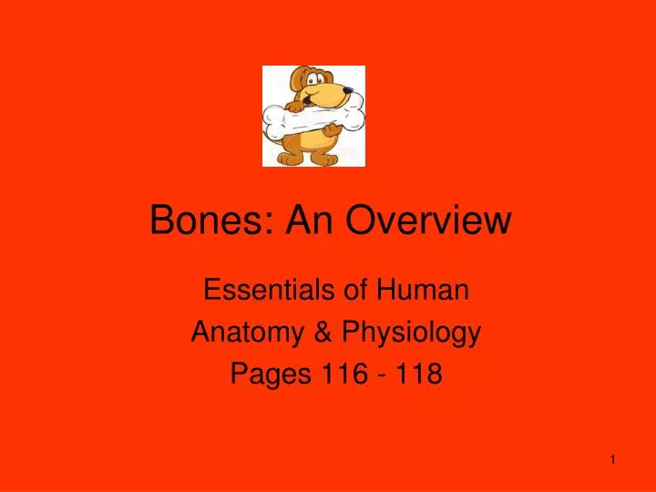 bones an overview