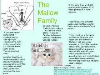 The Mallow Family