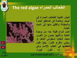 الطحالب الحمراء The red algae