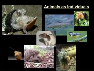 Animals as Individuals