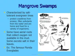 Mangrove Swamps