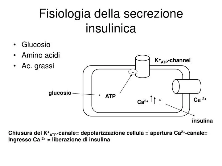 fisiologia della secrezione insulinica