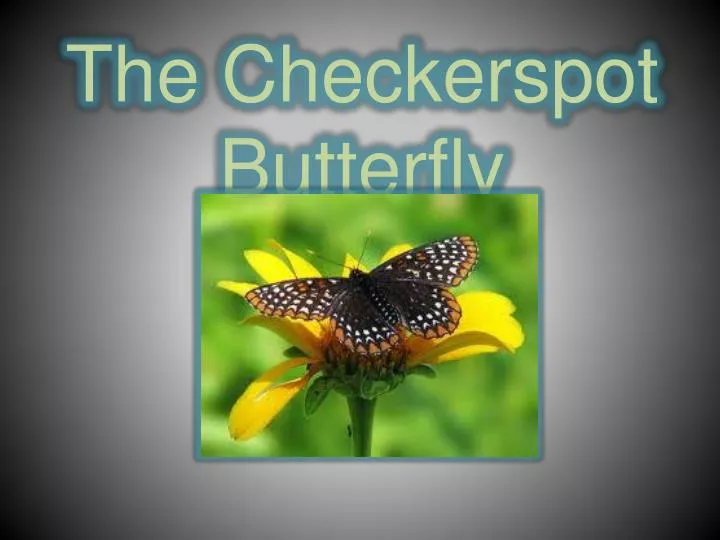 the checkerspot butterfly