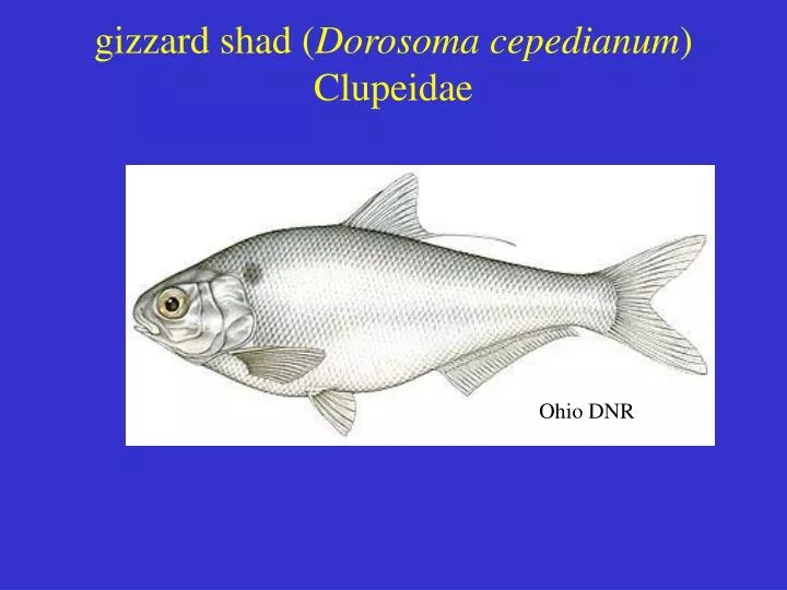 gizzard shad dorosoma cepedianum clupeidae