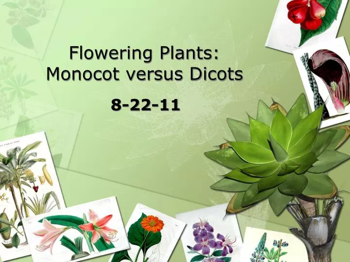 flowering plants monocot versus dicots