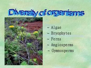 ~ Algae ~ Bryophytes ~ Ferns ~ Angiosperms ~ Gymnospe