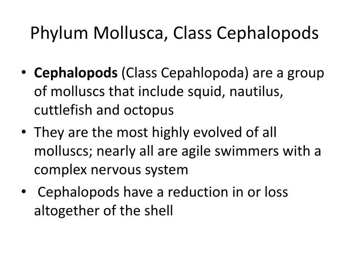 phylum mollusca class cephalopods