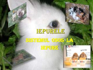 iepurele