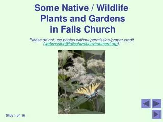 Some Native / Wildlife Plants and Gardens in Falls Church