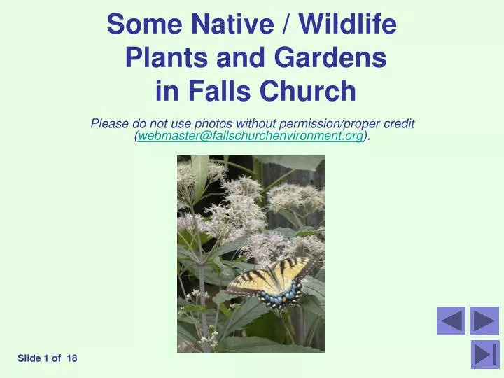 some native wildlife plants and gardens in falls church