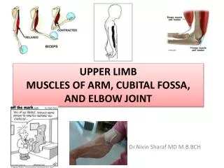 Upper limb Muscles of Arm, cubital fossa, and elbow joint