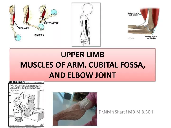 upper limb muscles of arm cubital fossa and elbow joint