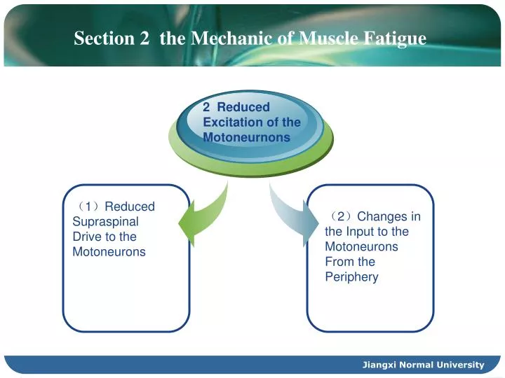 section 2 the mechanic of muscle fatigue