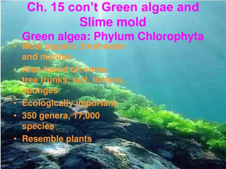 ch 15 con t green algae and slime mold green algea phylum chlorophyta