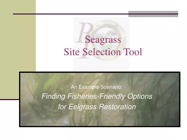 seagrass site selection tool