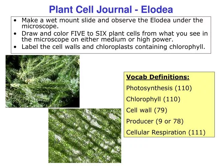 plant cell journal elodea
