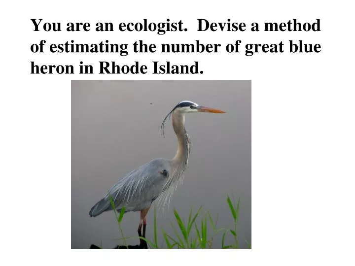 you are an ecologist devise a method of estimating the number of great blue heron in rhode island