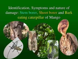 Identification, Symptoms and nature of damage: Stem borer , Shoot borer and Bark eating caterpillar of Mango
