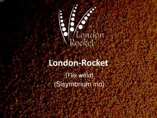 London-Rocket ( Flix weld) ( Sisymbrium irio )