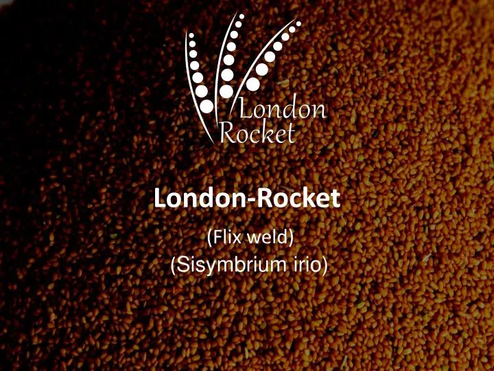 london rocket flix weld sisymbrium irio