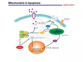Mitochondria in Apoptosis