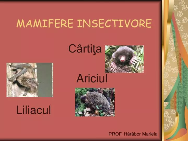 mamifere insectivore