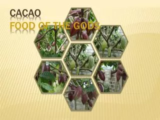 CACAO FOOD OF THE GODS