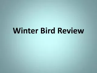 Winter Bird Review