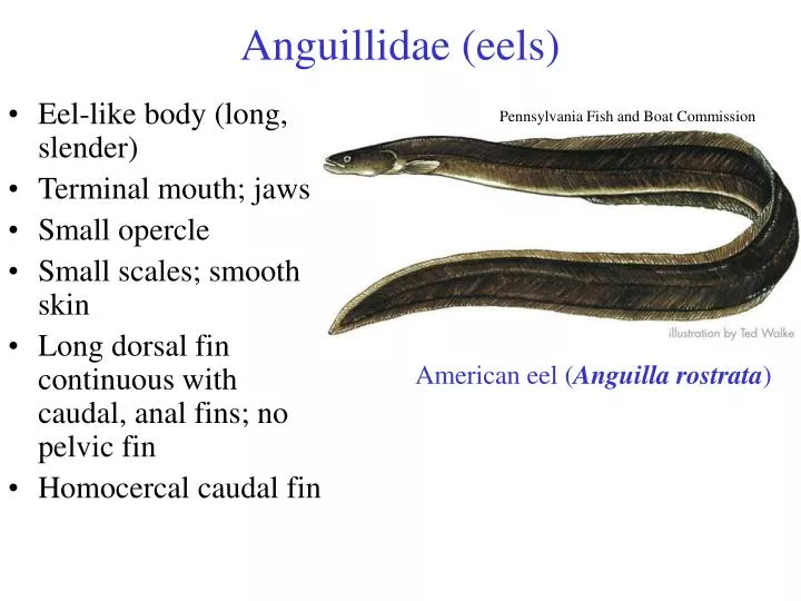 anguillidae eels